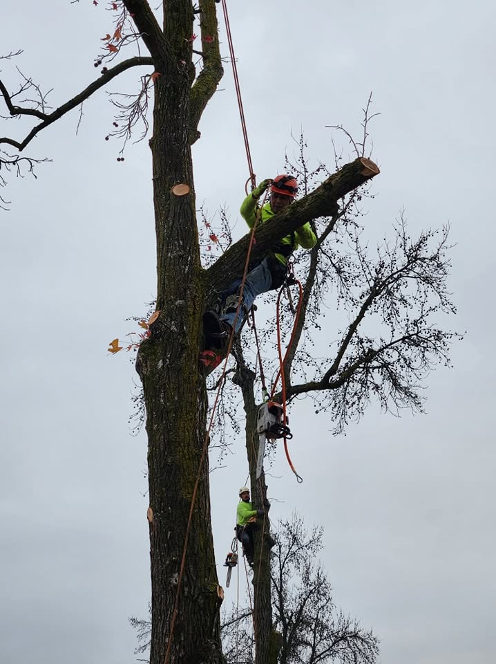 Storm damage tree cleanup in Sacramento, CA