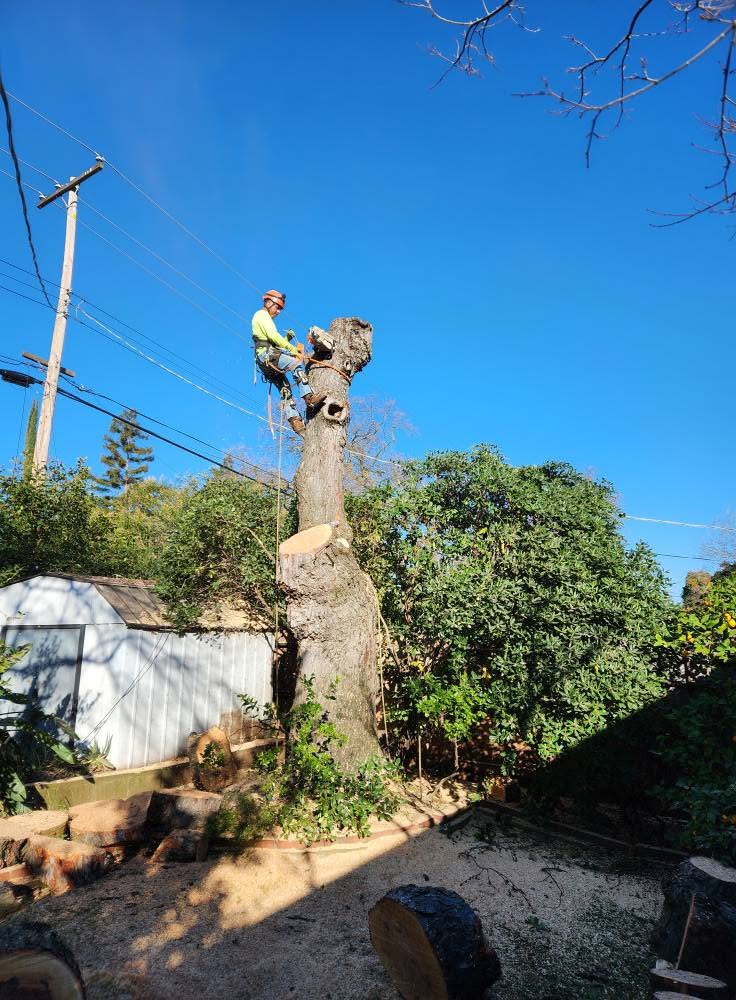 Tree removal work in Sacramento, CA