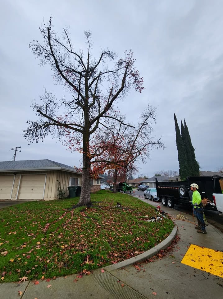 Tree trimming and canopy work